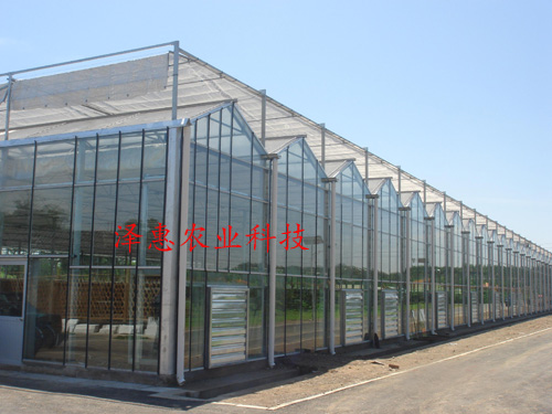 Glass greenhouse