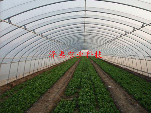 Tunnel  greenhouse